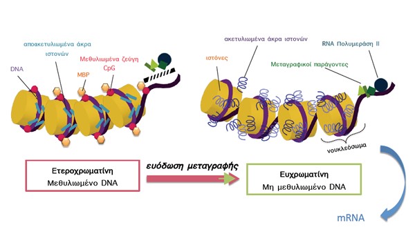 epigenetiki2