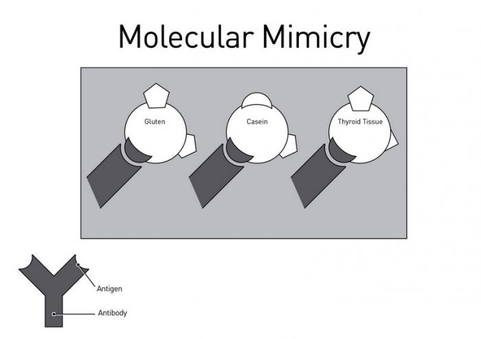 mimicry