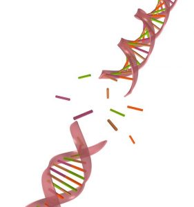 telomeres4