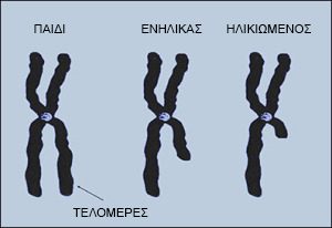 telomeri3